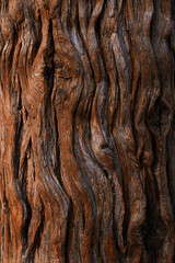 Tree trunk texture, vertical background. Natural wood background.