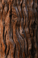 Fototapeta premium Tree trunk texture, vertical background. Natural wood background.