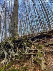 roots of tree