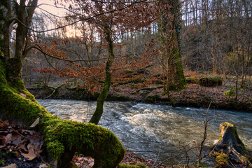sunny forest landscape with a creek