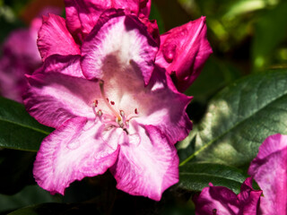 Rhododendron 0407
