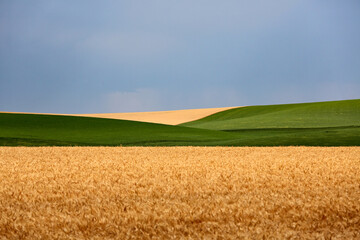 A field of golden yellow wheat crop, with a stripe of green stretches to the horizon on a farm...