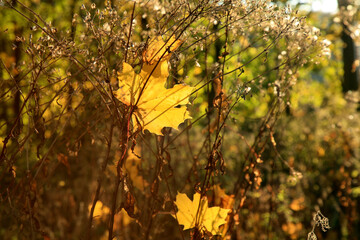 Fallen autumn maple leaf. Gold autumn, Indian summer.