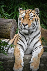 Fototapeta na wymiar siberian tiger with observing eyes