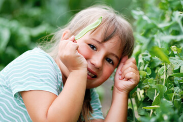 Little girl Picking Green Peas in a Garden. Autumn Vegetable Harvest. Shell peas
