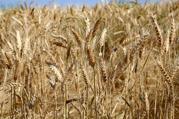 Fototapeta premium Beautiful image of golden wheat in the field, in Washington State, used to make cereal, and bread.