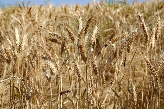 Beautiful image of golden wheat in the field, in Washington State, used to make cereal, and bread.