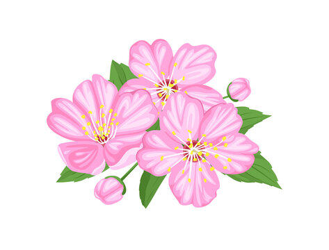 Pink cherry flowers, green leaves and buds isolated on white background. Vector illustration of blooming sakura in cartoon flat style. Floral design. Spring bouquet