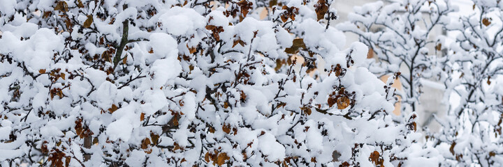 Snow on the branches of trees and bushes after a snowfall. Beautiful winter background with snow-covered trees. Plants in a winter park. Cold snowy weather. Cool panoramic texture of fresh snow