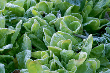 Lettuce in backyard ecological home garden cultivated in accordance with permaculture principles....