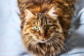 Beautiful striped ginger cat with long hair, green eyes and long moustache lying on the blue blancket.