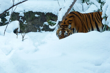 Predator Amur tiger. Pantera tigris altaica walks in the snow among the bushes. © Лариса Люндовская