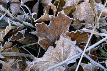 Frosted dry maple leaves on a cold, foggy and autumn morning.