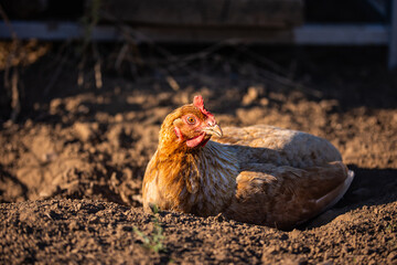 hungry hens waiting for lunch
