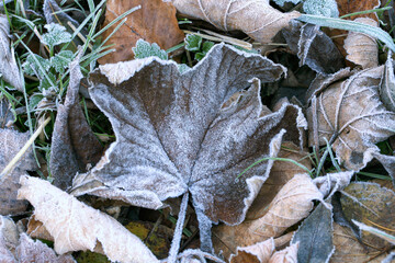 Frosted dry maple leaves on a cold, foggy and autumn morning.