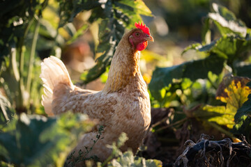 hungry hens waiting for lunch