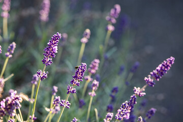 lavender beautifully blooming scent