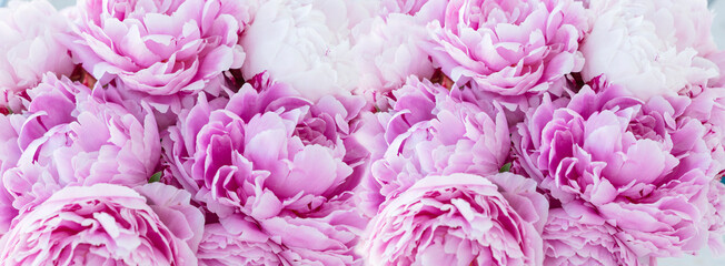 banner of pink huge blooming peonies, lots of  copy space  for text. Greetings for holidays: woman day, wedding, anniversary, valentines day.