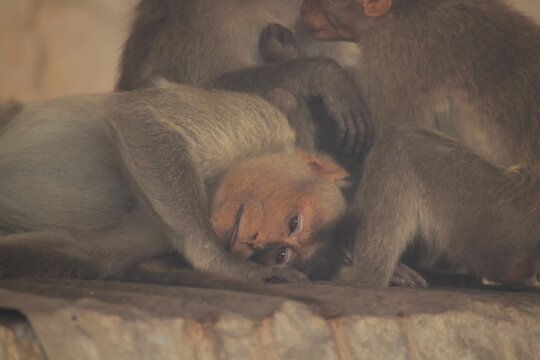 Group of Monkeys with sleeping 