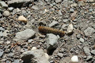 FU 2020-06-01 Bingen 670 Raupe auf Waldboden