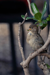 Brown european sparrow close-up in the city