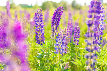 Beautiful blooming lupine flowers in spring time. Field of lupines plants background. Violet wild spring and summer flowers. Gentle warm soft colors selective focus, blurred background