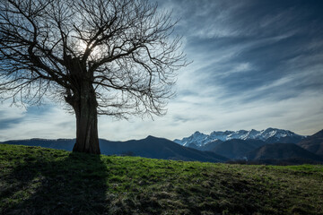 Lonely tree in Ariege Pyrenees mountains