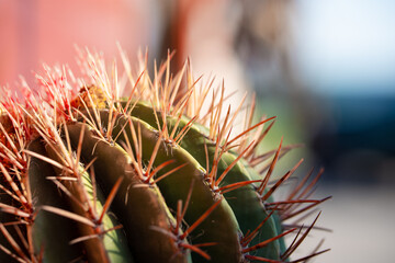 Naklejka na ściany i meble large cactus decorating the garden