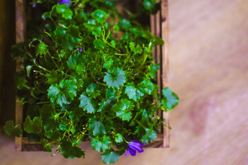 Green flower petals in a wooden box. Spring green leaves 