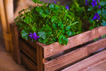 Green flower petals in a wooden box. Spring green leaves 