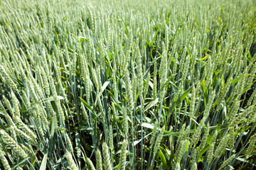 agricultural plants in the field