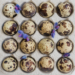 Quail eggs. View from above. Geometric composition.