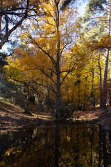Obraz premium Fall season forest with tall trees with orange red and yellow leaves