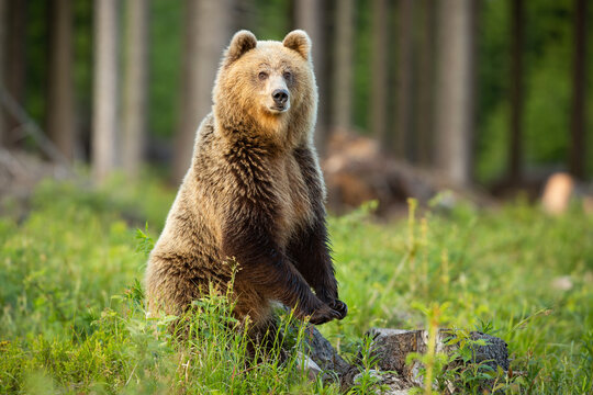 Fototapeta Brown bear, ursus arctos, standing on rear legs upright in forest in summer sun. Large predator looking to the camera on glade in sunlight. Wild mammal staring in wilderness.