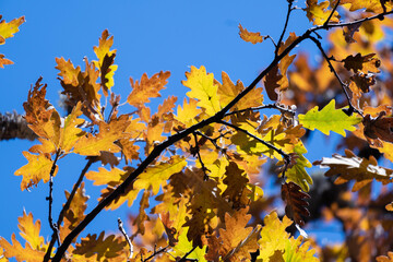 Oak leafs with brown orange and yellow colors over blue sky background