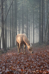 Wunderschönes Pferd im nebeligen Wald