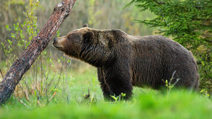 Large brown bear, ursus arctos, sniffing a tree and marking its territory in spring forest. Wild...