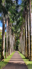 palm tree path at the botanical garden