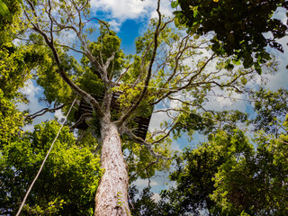 Amazonia