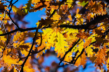 Oak leafs with brown orange and yellow colors over blue sky background