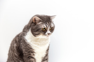 Portrait of a cat of the British breed on a white background. Pets concept.