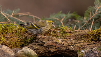 Erlenzeisig, gelb, ast, natur, wild lebende tiere, baum, wild, tier, singvogel