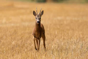 Roe deer, capreolus capreolus, approaching field in summertime nature. Brown mammal walking on stubble in summer with copy space. Roebuck going on dry land. © WildMedia