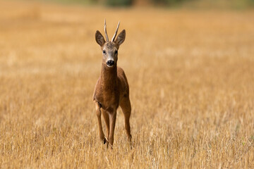 Roe deer, capreolus capreolus, approaching field in summertime nature. Brown mammal walking on...