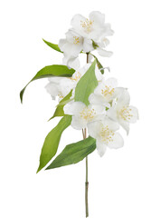 jasmine isolated fine branch with large blooms