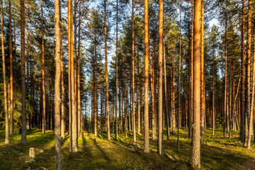 Pine green trees forest nature landscape