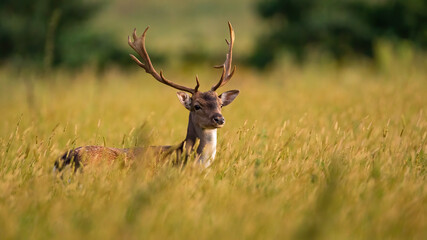 Fallow deer, dama dama, standing in long grass in spring sunlight. Stag with massive antlers...