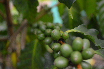 Rama de café verde sobresaliendo en una esquina de la foto