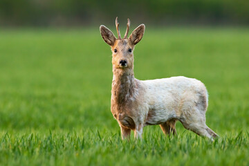 Albino roe deer, capreolus capreolus, buck staring into camera and standing in green grass on a field. Wild deer with white fur looking on meadow in spring nature.