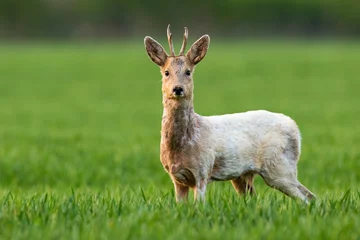 Foto op Aluminium Albino roe deer, capreolus capreolus, buck staring into camera and standing in green grass on a field. Wild deer with white fur looking on meadow in spring nature. © WildMedia